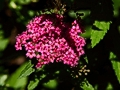 Spiraea japonica Anthony Waterer IMG_0209 Tawuła japońska